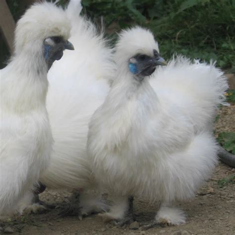 are chickens from china